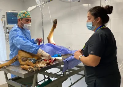 cirugia veterinaria helpet
