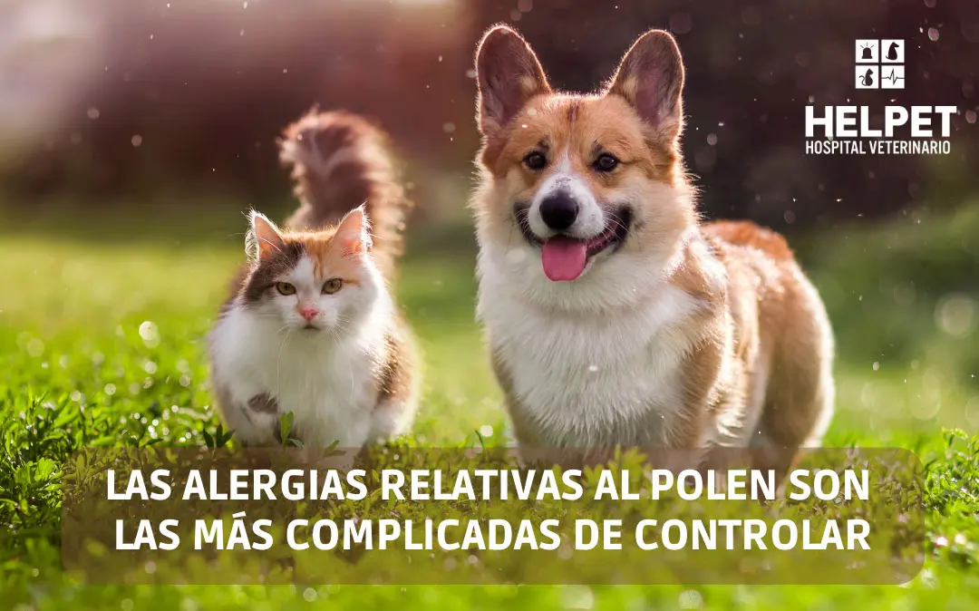 dermatologia veterinaria colina helpet