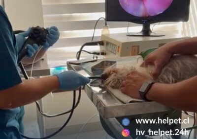 endoscopia veterinaria chicureo