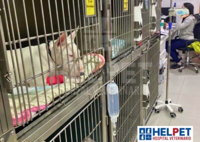 hospitalizacion veterinaria chicureo colina